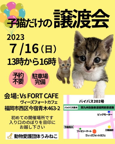 子猫だけの譲渡会