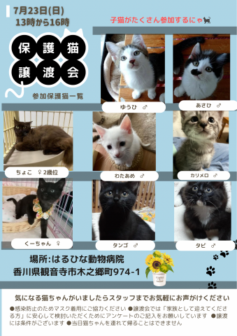 保護猫譲渡会