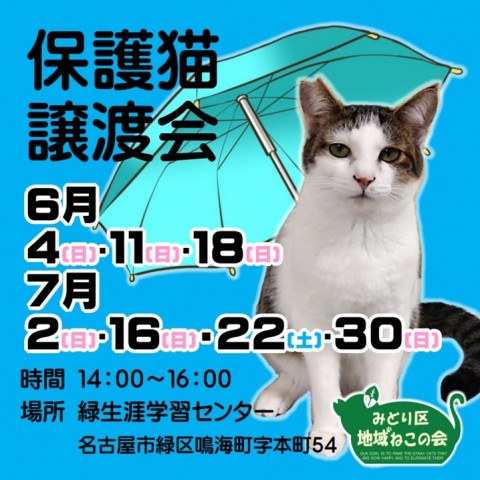 名古屋市緑区猫の譲渡会