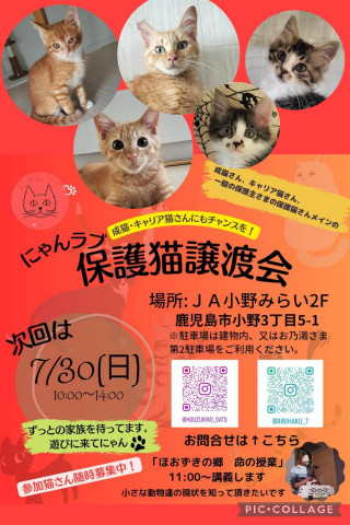 にゃんラブ保護猫譲渡会