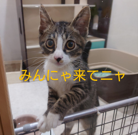 保護ねこ譲渡会 in 厚底をはいたねこ