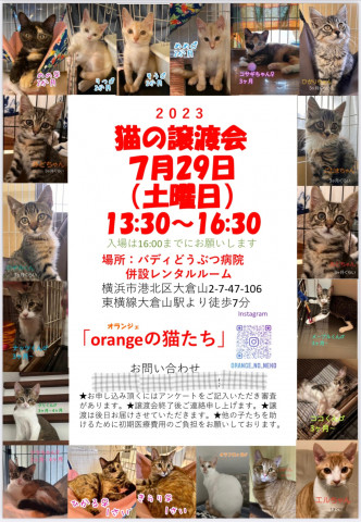 orangeの猫たちの譲渡会IN横浜大倉山