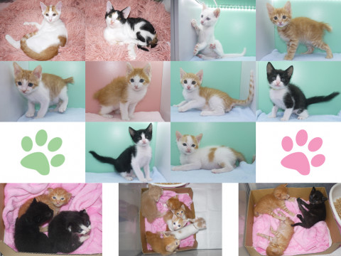 神奈川県動物愛護センターによる保護犬猫のオンライン譲渡会
