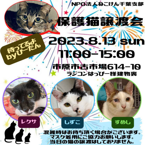 ねこけん千葉支部　譲渡会