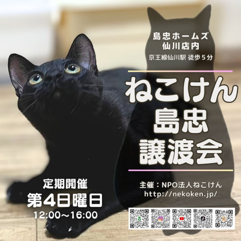 [島忠仙川店]ねこけん譲渡会