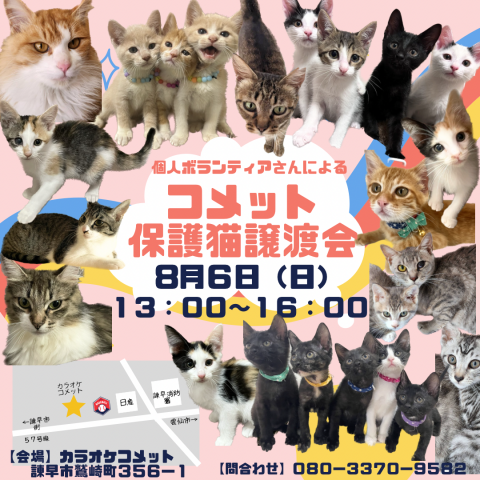 コメット保護猫譲渡会