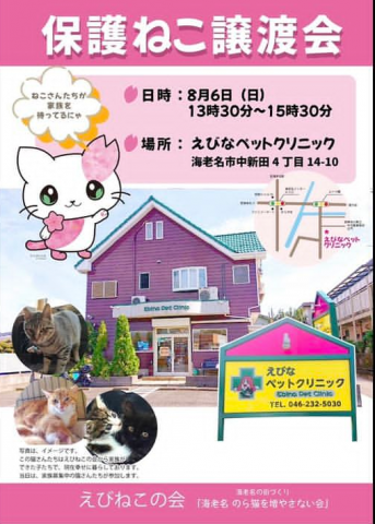 保護ねこ譲渡会