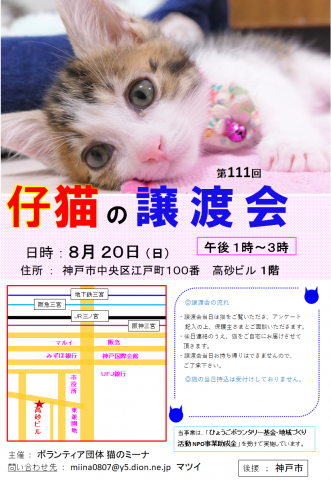 猫の譲渡会 in 神戸三宮 “ 猫のミーナ ”