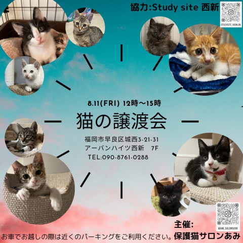 保護猫譲渡会