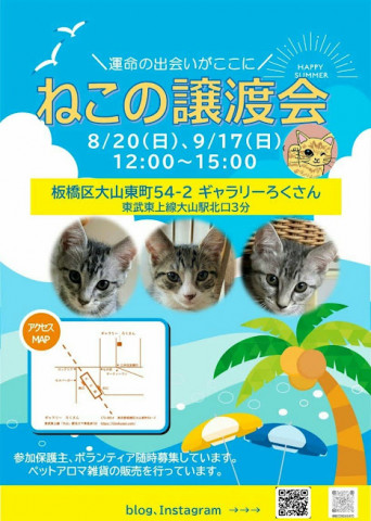 ねこの譲渡会(旧いた猫里親会)