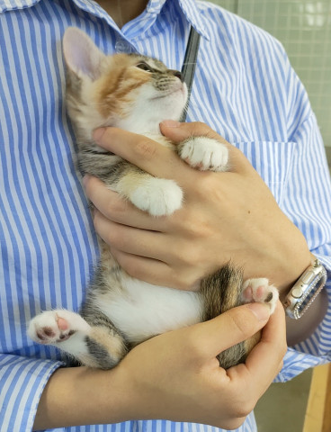 おきなわ美ら猫譲渡会♡茶トラ☆三毛祭り