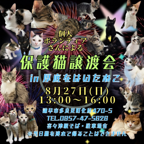 保護猫譲渡会 in 厚底を履いたねこ