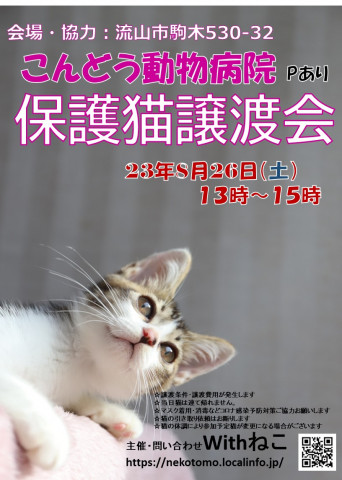 【流山市】8/26（土）こんどう動物病院保護猫譲渡会