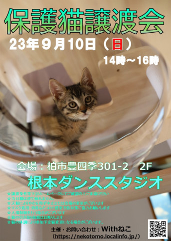 【柏市】9/10（日）根本ダンススタジオ保護猫譲渡会