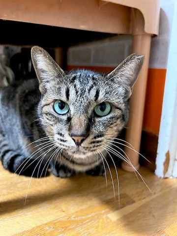 保護猫❤️譲渡会 ＩＮ　カインズ新座店