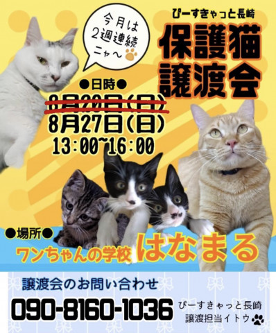 ぴーすきゃっと長崎 保護猫譲渡会