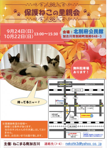 9/24保護ねこの里親会