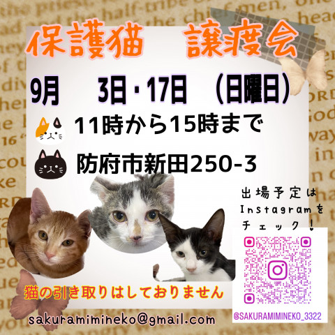 ほごねこ譲渡会