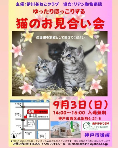 ゆったりほっこり猫のお見合い会