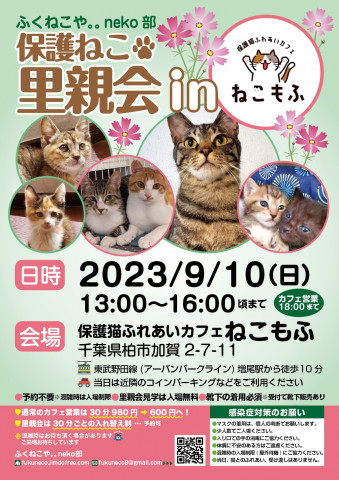 柏開催！保護ねこ里親会