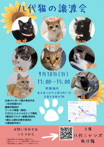 八代猫の譲渡会