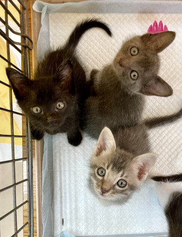 おきなわ美ら猫譲渡会♡茶トラ☆三毛祭り