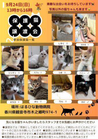 保護猫譲渡会