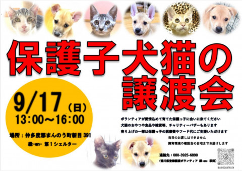 保護子犬猫の譲渡会