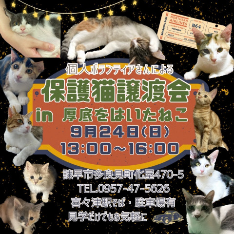 保護猫譲渡会 IN 厚底を履いたねこ