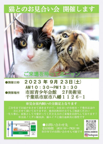 猫とのお見合い会