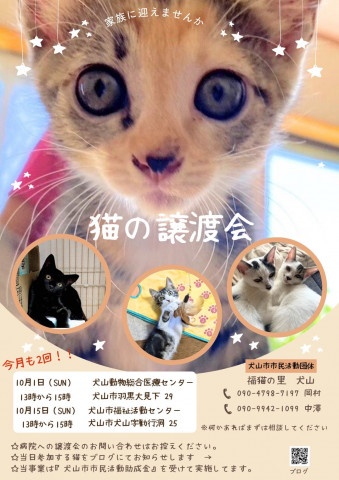 猫の譲渡会 @犬山市福祉活動センター