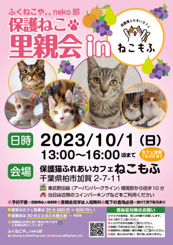 柏開催！保護ねこ里親会