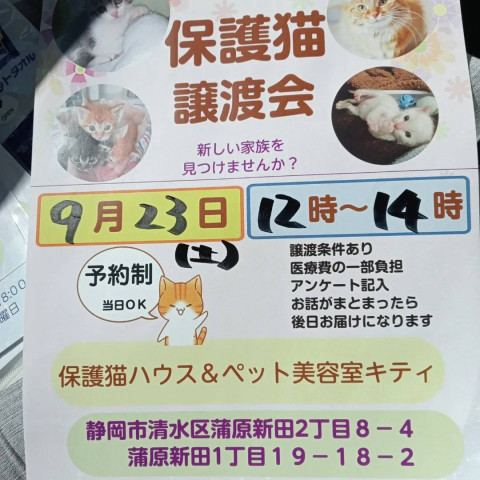 保護猫譲渡会in静岡