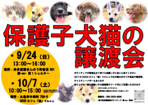 保護子犬猫の譲渡会