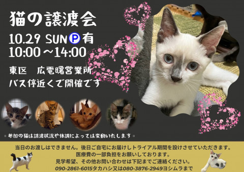 保護ねこ☆小さな譲渡会