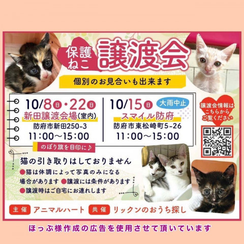 保護ねこ譲渡会