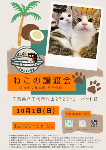 ねこの譲渡会