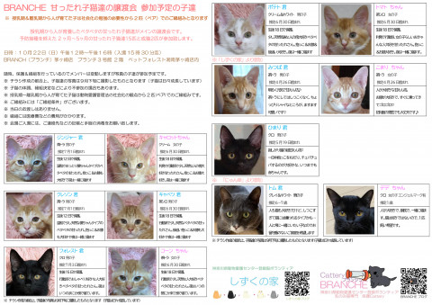 BRANCHE 甘ったれっ子猫達の譲渡会㏌茅ヶ崎