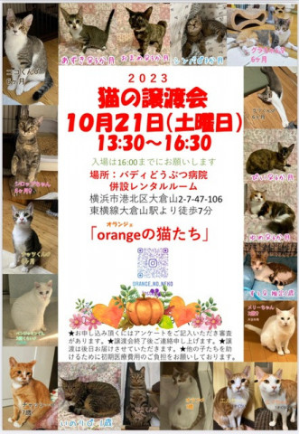 orangeの猫たちの譲渡会in横浜大倉山