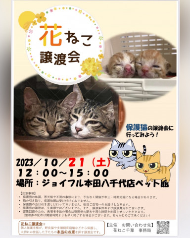 花ねこ譲渡会（ジョイフルホンダ八千代店ペット館）