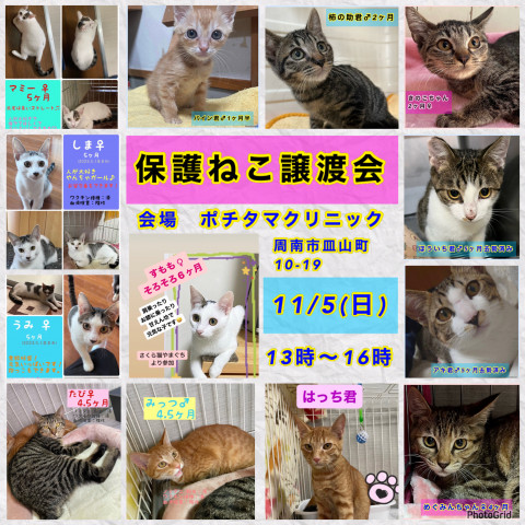 保護ねこ譲渡会in周南市