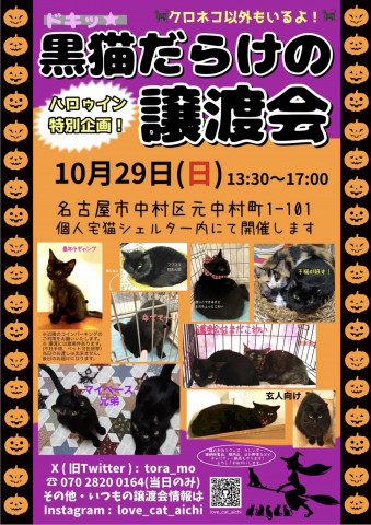 ハロウィンだよ！黒猫だらけの譲渡会