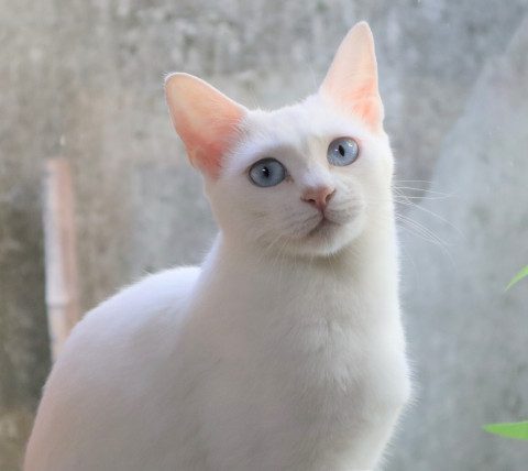 「猫の駅」 in 林屋動物診療室 総合医療センター