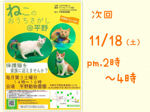 11/18ねこのおうちさがし＠平野