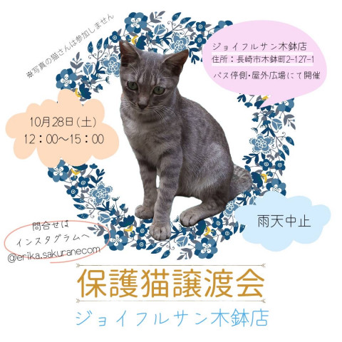 保護猫譲渡会 in 長崎ジョイフルサン木鉢店
