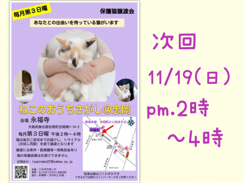 11/19(日) ねこのおうちさがし＠忠岡