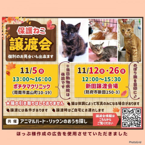 保護ねこ譲渡会