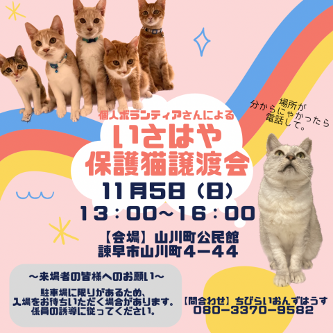 個人ボランティアさんによるいさはや保護猫譲渡会