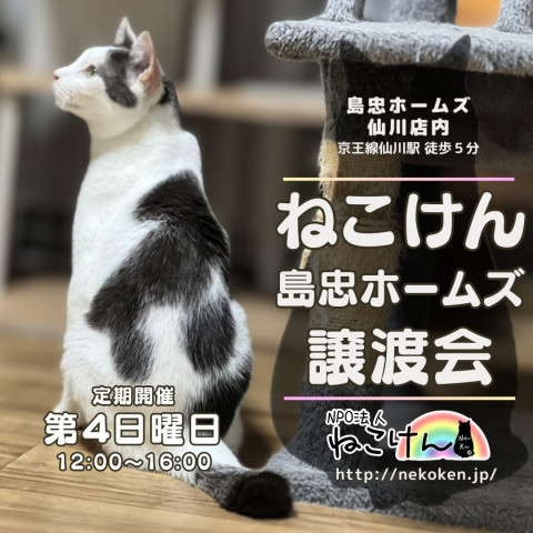 [島忠仙川店]ねこけん譲渡会