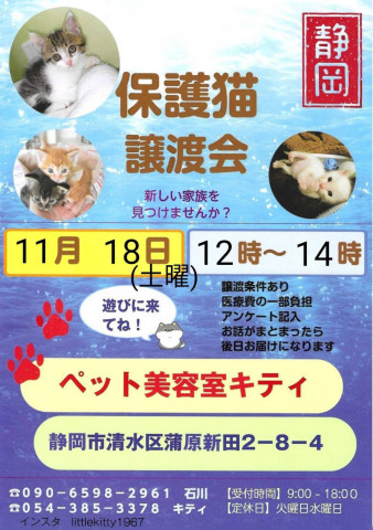 保護猫譲渡会